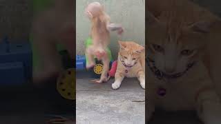 Baby monkey catching fish toy is so funny and cute [upl. by Gunter]