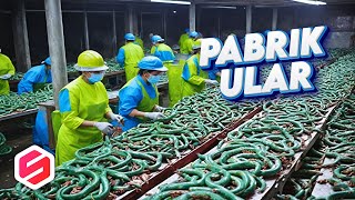 BEGINI TERNYATA ULAR DIPROSES Ini Pabrik Dan Peternakan Paling Unik Dari Ular Buaya Sampai Paus [upl. by Ayel950]