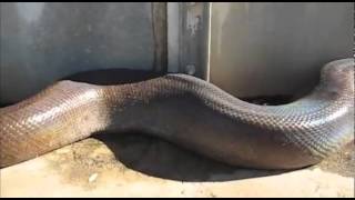 Giant Black Snake Moan Attacks on Humans in Guyana [upl. by Riabuz734]