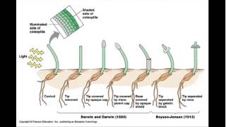 Auxin and tropisms [upl. by Hermine884]