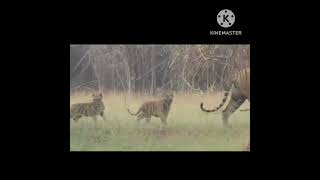 Bijli Tigress with 3 cubs Tadoba Tiger [upl. by Odrarebe270]