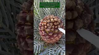 Encephalartos lehmannii  Cycad Pollination 2022  Encephalartos woodii Debutant Ball [upl. by Monteria74]