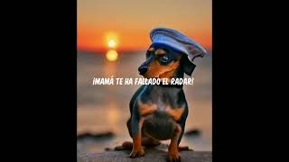 canción perro salchicha letra [upl. by Jannery]