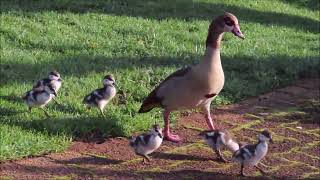 Egyptian Goose with chicks [upl. by Seamus]