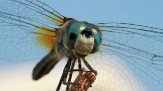 A Moment with Dragonflies [upl. by Tombaugh]