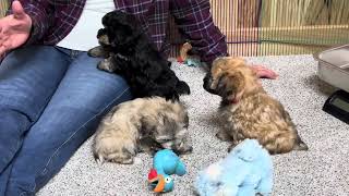 Carmels Schnoodle puppies that are SOLD  October 28 2024 [upl. by Amleht]