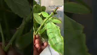 Cryptophyllium faulkneri Dong Giang 🇻🇳🙊 massive leaf insect from Vietnam phasmatodea [upl. by Aneba84]