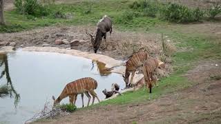 Amakhala Game Reserve 7 South Africa [upl. by Alemak435]