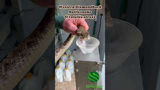 LARGE ALBINO RATTLESNAKE amp VENOM FROM THREE HUGE FANGS kyreptilezoo reptiles venomoussnake [upl. by Missie]