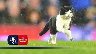 Cat invades pitch during Everton v Dag amp Red Emirates FA Cup R3  Snapshots [upl. by Lindi]