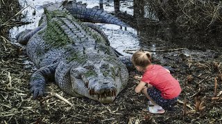 OS MAIORES CROCODILOS DO MUNDO CURIOSIDADES [upl. by Nnylyak]