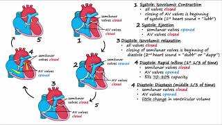 Cardiac Cycle [upl. by Ahcropal101]