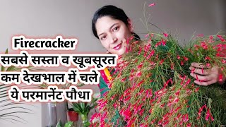 Firecracker or Russelia Plantcare सबसे सस्ता खूबसूरत व कम देखभाल में तेजी से चलने वाला परमानेंट पौध [upl. by Hux]