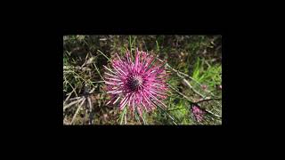 New Norcia and wildflowers of Wannamal [upl. by Alyahsat669]