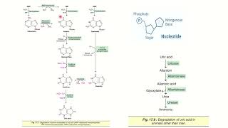 Degradation of purine nucleotides [upl. by Raual69]