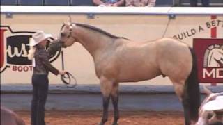 Not Kiddin Me AQHA Stallion [upl. by Yand]