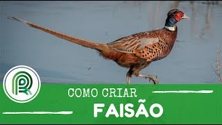 Saiba como criar faisões [upl. by Haelak]