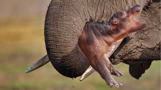 A Newborn Hippos Life is Taken By an Elephant [upl. by Llebana]