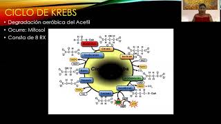 FASES DE LA RESPIRACIÓN CELULAR AERÓBICA  Mg KAREN KELLY ENRIQUEZ SAAVEDRA [upl. by Ninazan]