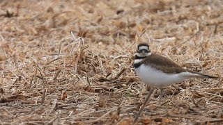 Killdeer in the field [upl. by Adnilasor]