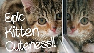 Epic Kitten Cuteness Tons of SuperCute Kitties Kittens and Cats By Kid Vids [upl. by Astrahan]