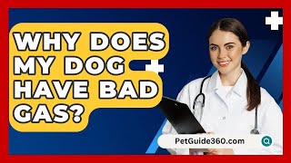 Why Does My Dog Have Bad Gas  PetGuide360com [upl. by Ymmas]