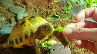 Trunky the Horsefield Tortoise 🐢 likes his green veroikakoleva2372 video videos pets tortoise [upl. by Mossman]