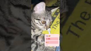 cat cute catlover kitten animals viralvideo trending trend viralshorts shorts funny love [upl. by Niklaus]