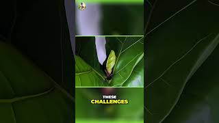 Unlocking Plant Power Nutrients for Leaf Growth [upl. by Winther701]