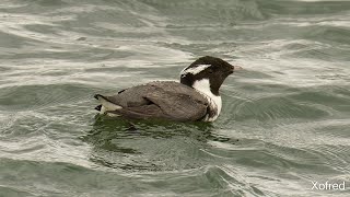 MEGA WP Ancient Murrelet  Spain 🐦🎥 [upl. by Laveen]