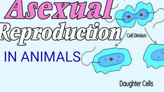 ASEXUAL REPRODUCTION IN ANIMALS🐵🐔🐶🐷science [upl. by Annauqal954]