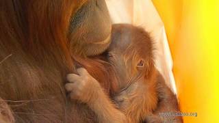 Endangered Baby Orangutan Born through FirstEver Successful Assisted Reproduction [upl. by Ludwig]