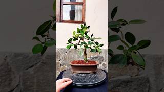 Diseñando Bonsai Ficus [upl. by Yaja]