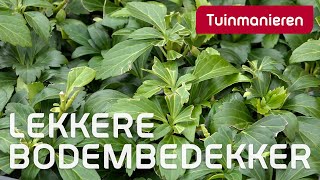 Mooie bodembedekker pachysandra terminalis  Herfst  Tuinmanieren [upl. by Meldon]