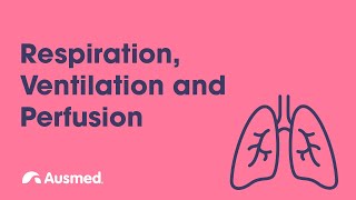 Respiration Ventilation Diffusion and Perfusion  Ausmed Explains [upl. by Enedan]