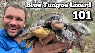 10 BIZARRE Blue Tongued Lizard Facts [upl. by Noet]