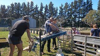 Tailing  Docking Lambs at the Lease Block with Te Pari Gear [upl. by Ellevel]