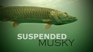 Suspended Musky — Angling Edge TV [upl. by Orag845]