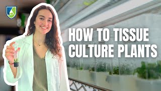 How to Tissue Culture Plants Your Ultimate Howto Guide [upl. by Gastineau160]