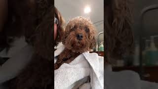 Copper  Cavapoo groom [upl. by Mitchiner129]