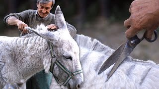 El ESQUILADOR DE quotBESTIASquot Así era el duro oficio tradicional del pelador de burros  Documental [upl. by Anikahs]