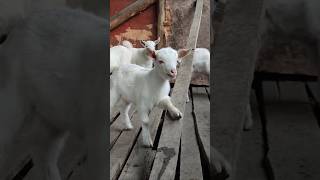 A Baby Goats Cry for Comfort A Heartwarming Moment [upl. by Kyne]