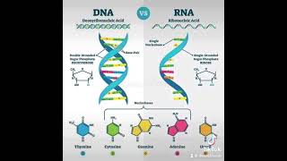 Difference between DNA and RNA  TheCellfieSeries LetsTakeACellfie [upl. by Apthorp]