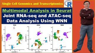 Multimodal Analysis in Seurat Joint RNA and ATAC Data Analysis Using WNN [upl. by Marasco]