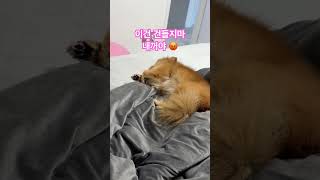 강아지 강아지일상 포메라니안 pomeranian 내소중이 건들면알지🔥 [upl. by Abagael207]