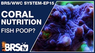 Ep15 What do corals eat and how do I feed corals Answer  The BRSWWC System [upl. by Engeddi]