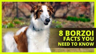 BORZOI 101  Interesting facts about the Borzoi you probably dont know [upl. by Suidualc]