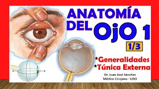 🥇 Anatomía del OJO 13  Generalidades y Túnica Externa [upl. by Nedle]