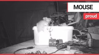 Houseproud mouse caught on camera tidying garden shed  SWNS TV [upl. by Aneehsram]