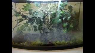 Vietnamese Mossy Tree Frog Setup [upl. by Eignat]